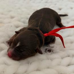 Power Ranger - Red Collar - Red tri-color male Australian Shepherd puppy in San Marcos, California from Faith Family Freedom Farm