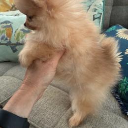 Cadbury - 2,250 - Chocolate sable female Pomeranian puppy in Williamsburg, Kentucky from Whispering Pine Dachshunds & Pomeranians