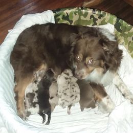 Australian Shepherds from John and Carries Aussies