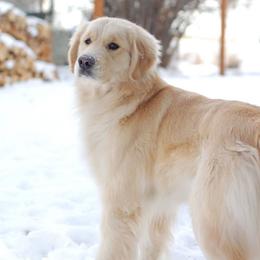 Maple - Golden Retriever