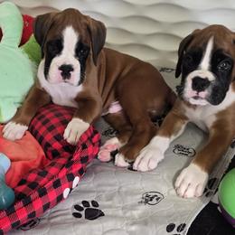 Boy 1 - male Boxer puppy in Kirskville, Missouri from Elevated Boxers
