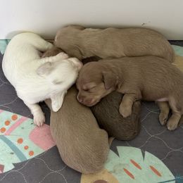 Dachshund Puppies from JAM Doxies