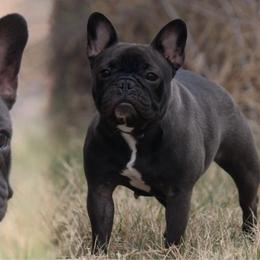 Riot - French Bulldog