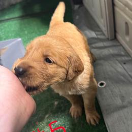 Girl 5 - Golden female Golden Retriever puppy in Saginaw, Michigan from Precious Kennel Retrievers