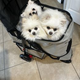 Pomeranian puppies from My Baby Poms