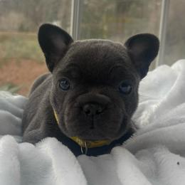 Yellow collar - Blue female French Bulldog puppy in Salisbury, Maryland from 77 Frenchies Maryland