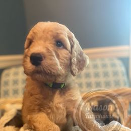 Cockapoo, Goldendoodle, and Poodle Puppies from Mason Farmhouse Poodles, Doodles & Poos (Breeding & Stud Services)