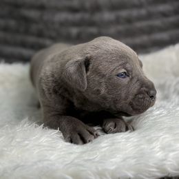 Scotch - Gray male Cane Corso puppy in Russellville, Missouri from Soaring Royalty Canines LLC