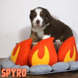 Australian Shepherd Puppies from Starlit Grove Australian Shepherds