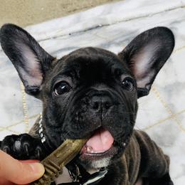 French Bulldogs from French Paws