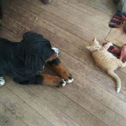 Bernese Mountain Dog All Grown Up from Black Forest Bernese