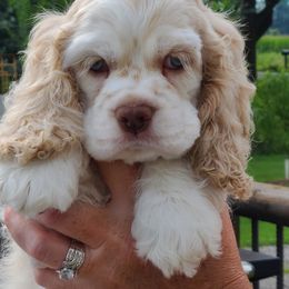 Cocker Spaniel Puppies from Cockers of Country Lane