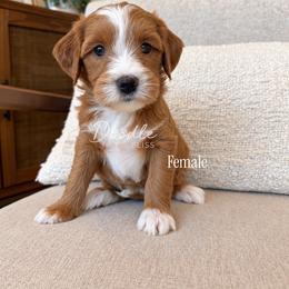 MJ - Apricot female Goldendoodle puppy in Gilbert, Arizona from Doodle Bliss