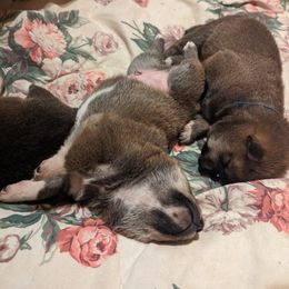 Shiba Inu Puppies from Cornerpost Shiba Inus