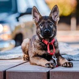 RED Female - German Shepherd puppy in Vancouver, Washington from DraugrHaus German Shepherds