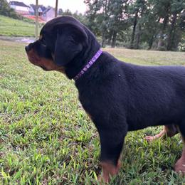 Purple Collar (F) - Black and mahogany female Rottweiler puppy in Cookeville, Tennessee from Vom Rohrbach Rottweilers