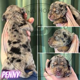 Penny - Dapple female Dachshund puppy in Fond Du Lac, Wisconsin from Clucking Homestead Springers & Dachshunds