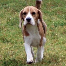 Beagle All Grown Up from Barrister Beagles