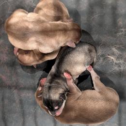 Alaskan Klee Kai puppies from Gems Rat Terriers