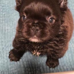 Venus - Brindle female French Bulldog puppy in Asheville, Texas from MTO KENNELS