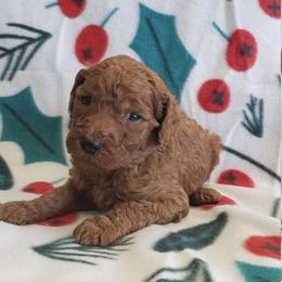 Goldendoodle Puppies from Gentle Paw Goldendoodles