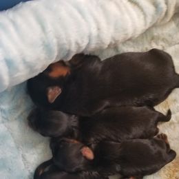 Yorkshire Terrier Puppies from Starlet Yorkies