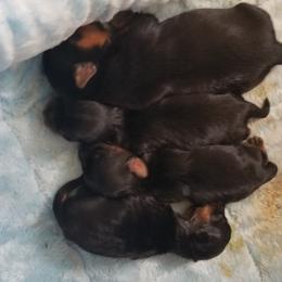 Yorkshire Terrier Puppies from Starlet Yorkies