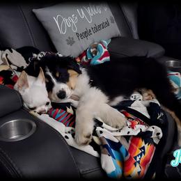 Miniature American Shepherd Puppies from Jem Miniature American Shepherds