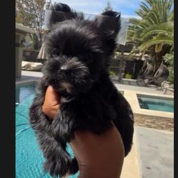 Everett - Black and tan male Yorkshire Terrier puppy in Patterson, California from Luxe Yorkies of Central Valley