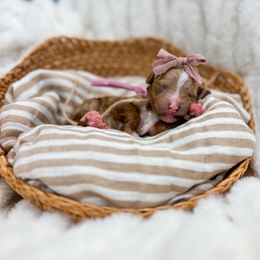 Kiara - Red  female Goldendoodle puppy in Sulphur, Louisiana from Curly Q’s Of Carlyss