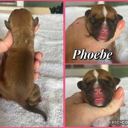 Phoebe - Red female American Staffordshire Terrier puppy in Marietta, Georgia from Ambition Amstaffs