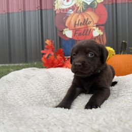 Girl 3 - Chocolate female Labrador Retriever puppy in Conroe, Texas from XOM Retrievers