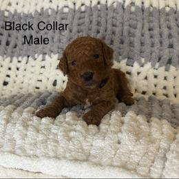 Black Collar Male - Red  male Goldendoodle puppy in Pasadena, Texas from Knightsbane Standard Poodles
