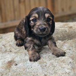 Clara - Cream female Dachshund puppy in Anaconda, Montana from Montana Country Dachshunds