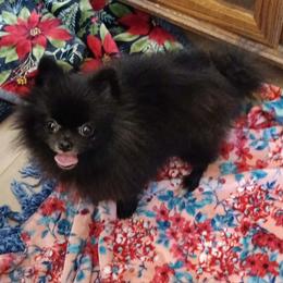 Pearl - Pomeranian