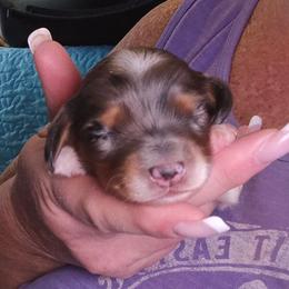 Black tan dapple piebald - Piebald female Dachshund puppy in Port Charlotte, Florida from Vicki's Dachshund Crossing