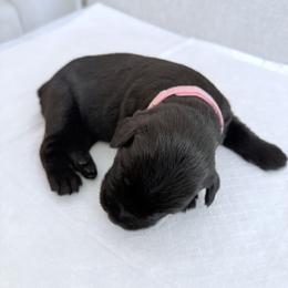 Lady Pink - Black female Giant Schnauzer puppy in Wildomar, California from My Angel Schnauzers