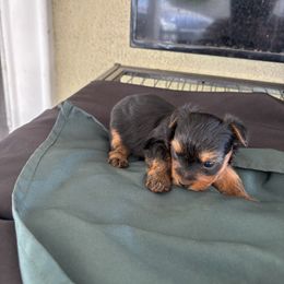 Male 1 - Blue and gold male Yorkshire Terrier puppy in Pomona, California from Carbajal Yorkshire Terriers