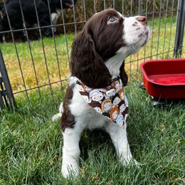 Orange-phoebe-liver white - Liver and white female English Springer Spaniel puppy in Pacific, Washington from Kaveman Springers
