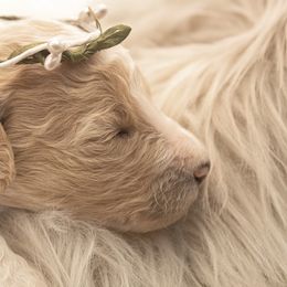 Goldendoodle Puppies from Best Doodles