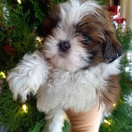 Shih Tzu Puppies from Tiny Bubbles Shih Tzus