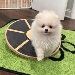 Cooper - White male Pomeranian puppy in Lyons, Georgia from Its a Poms Life Kennel