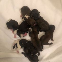 Shih Tzu Puppies from Gems Shih Tzu