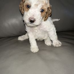 Goldendoodle Puppies from Gracious Doodle Dogs