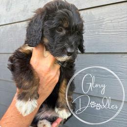 Grey - Tri-color female Bernedoodle puppy in Rockwall, Texas from Glory Doodles