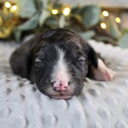 Titan - White and black male Bordoodle puppy in Ashland, Ohio from Cherry Blossom Doodles