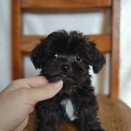 Companion Cross, Mal-Shi, Maltese, Maltipoo, Morkie, and Shih Tzu Puppies from Seeking Shalom Acres Maltese, Maltipoos & Havamalts