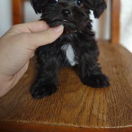 Companion Cross, Mal-Shi, Maltese, Maltipoo, Morkie, and Shih Tzu Puppies from Seeking Shalom Acres Maltese, Maltipoos & Havamalts