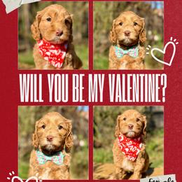 Lacey - Caramel red female Australian Labradoodle puppy in Citrus Heights, California from Elite Blend Labradoodles