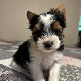 Boy 1 - Parti male Yorkshire Terrier puppy in Estiffanulga, Florida from Halls Tiny Yorkies